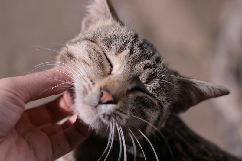 How to Pet Your Cat the Right Way LoveToKnow