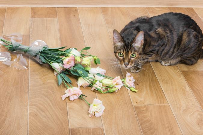 Guilty cat knocked vase off counter onto the floor