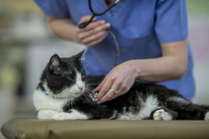 Cat being examined by Vet