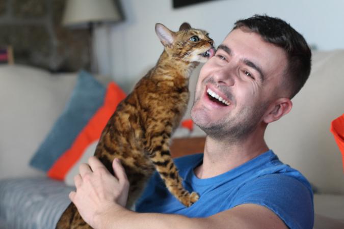 Cat greeting owner with affectionate licking