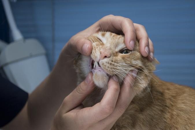 Vet examining a cat's teeth