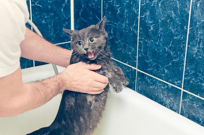 Unhappy cat at bath time