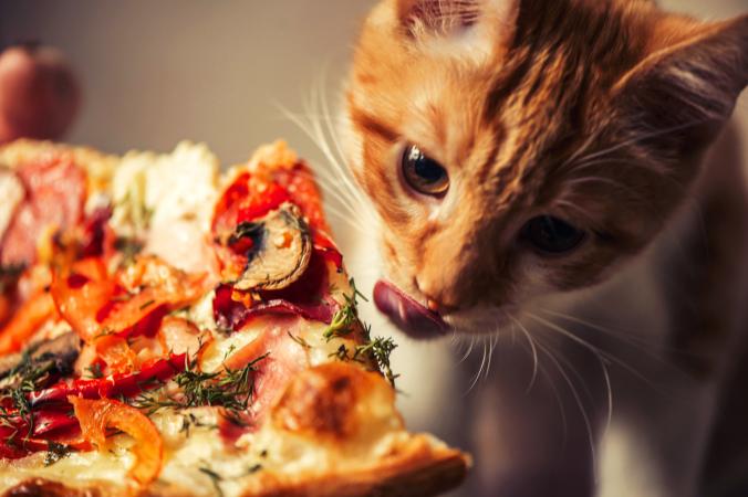 Cute kitten is eating big pizza