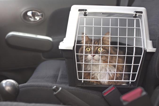 Cat in carrier in car