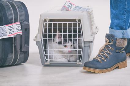 Cat in a carrier at airport