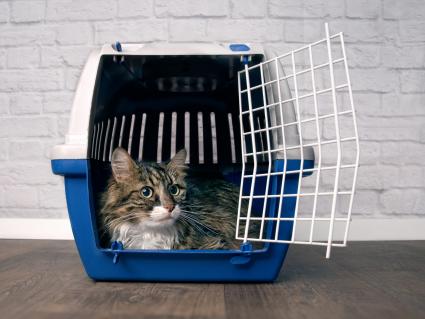 Cat in open pet carrier