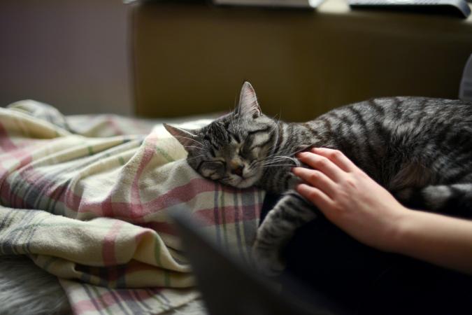Girl sitting and using a laptop, with a cat sleeping on her legs