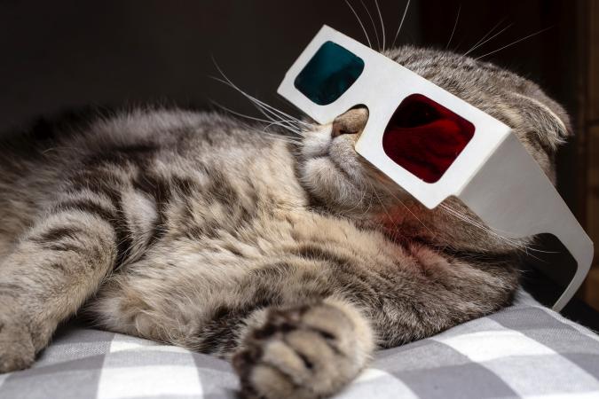 Funny scottish fold cat wore 3D glasses
