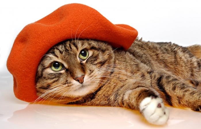 Cat with orange beret