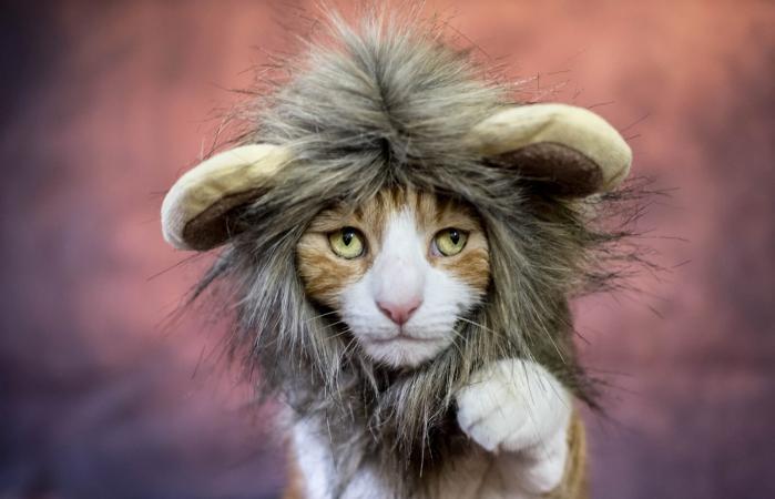 Lion Cat Costume