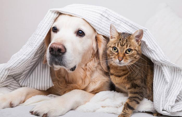 dog and cat under cozy plaid