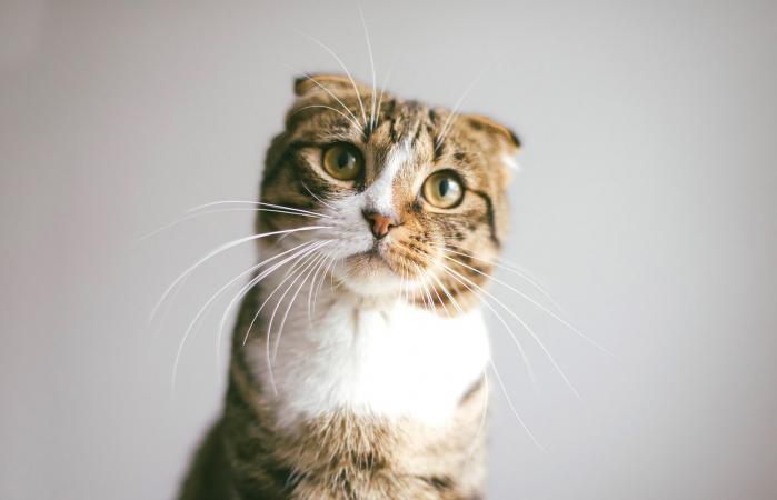 Tabby cat looking at camera