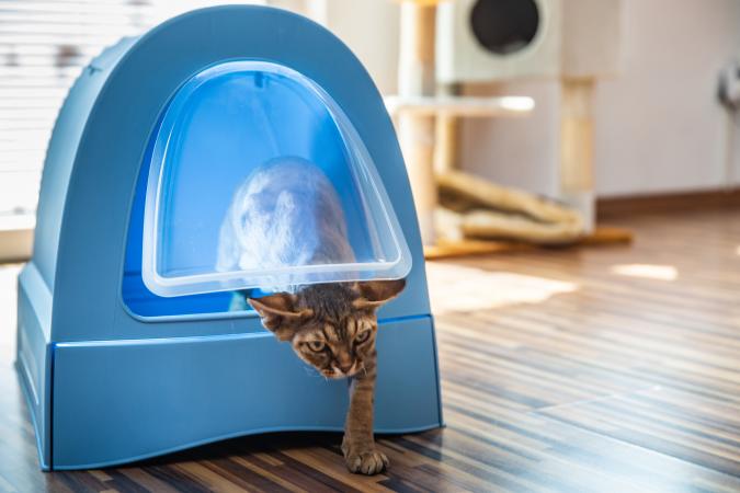 Domestic Cat Using Modern Litter Box