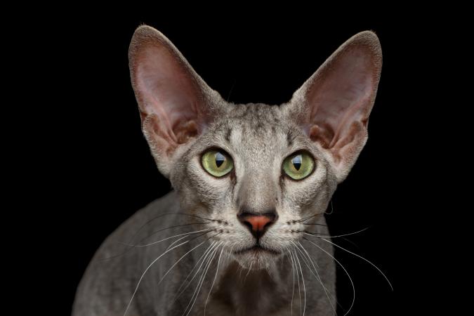 Peterbald Sphynx Cat