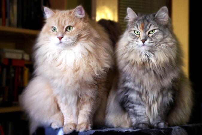 Two Siberian Cats at Home