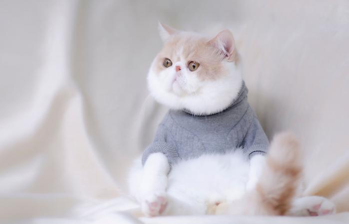 exotic shorthair cat