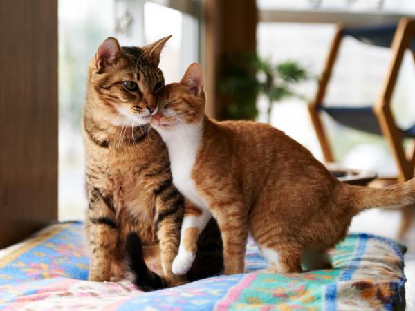 Young female domestic ginger cat cuddle with an adult male tabby cat