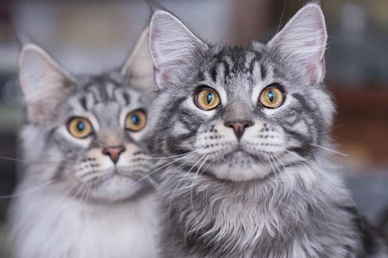 157 Creative Maine Coon Names For Distinctive Cats Lovetoknow 157 Creative Maine Coon Names For Distinctive Cats Lovetoknow