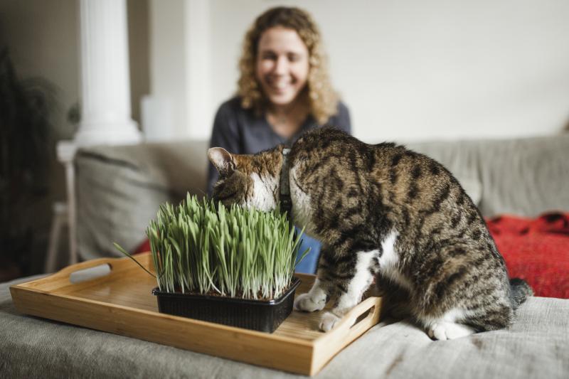 Cat Grass Benefits & 5 Unique Uses for Happy Cats LoveToKnow Pets