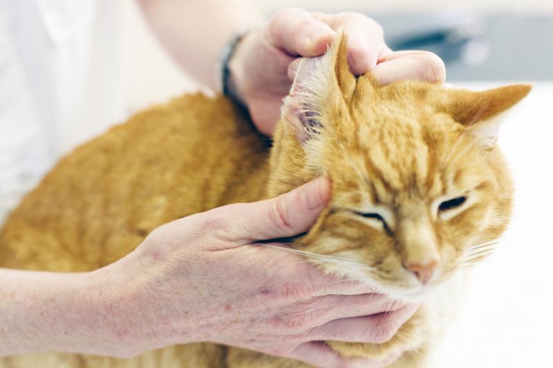 What Are the Cat Ear Mite Symptoms? LoveToKnow