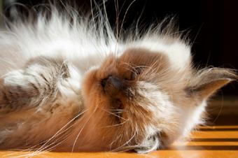 Cat resting on the floor