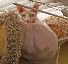 Hairless cat