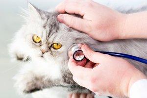 Cat at vet's office