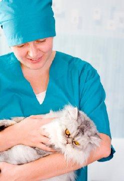 Cat about to be spayed
