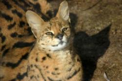 The African Serval cat.
