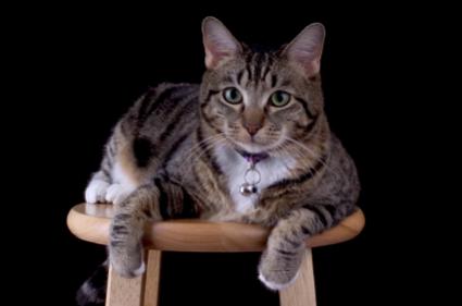 Cat wearing a collar