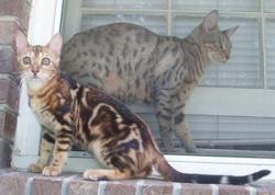 Marbled and Spotted Bengals; Image used with permission from Alisa Coffey.