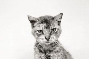 Cat with allergies