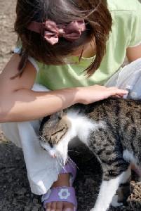 Little girl petting an affectionate cat