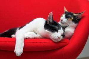 Two cats sleeping on a red couch