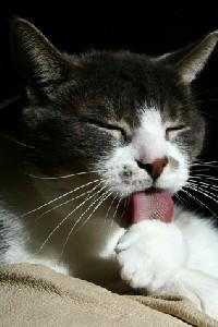 A at licking its fur