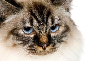 Serious-looking male cat