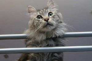 Long-haired gray cat at a boarding facility