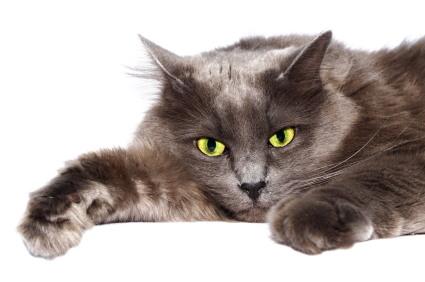 37 Symptoms Of Feline Leukemia Lovetoknow