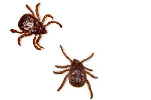 pair of ticks