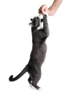 cat taking treat