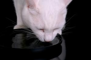 white cat drinking out of black bowl