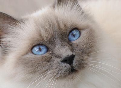 Image of a blue-point Birman cat