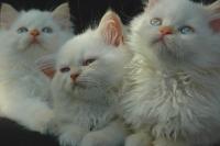 three kittens