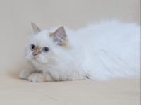 Himalayan