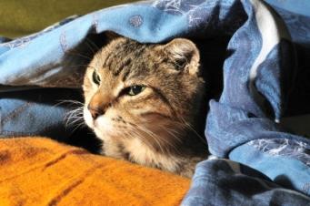 Feline closeup