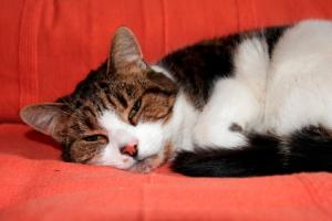 Sick cat suffering from rhinitis