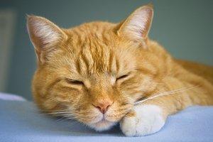 Lazy cat