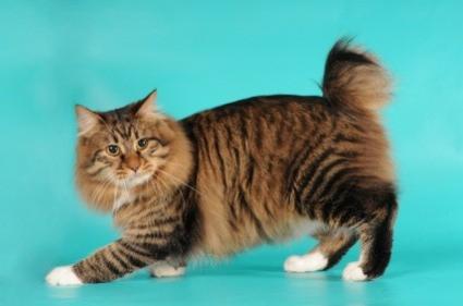 long haired bobtail cat