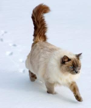 Ragdoll cat walking in snow