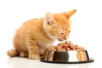 yellow kitten eating